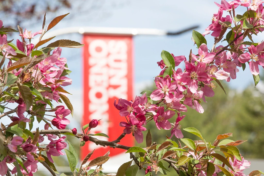 Pink flowers are in focus in the foreground with a blurry "SUNY Oneonta" banner in the background.